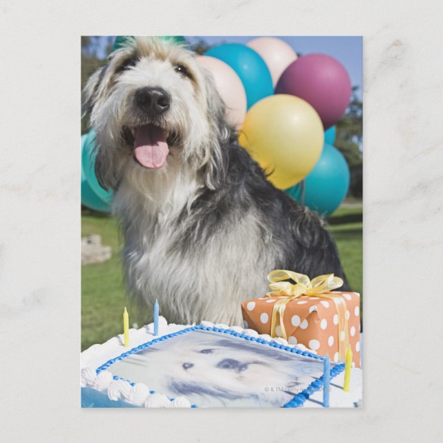 Carte Postale Chien d'anniversaire (Devant)