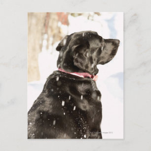 Carte Postale Chien dans la neige