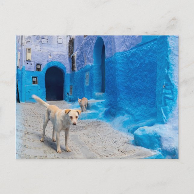 Carte Postale Chien dans la ville bleue (Devant)