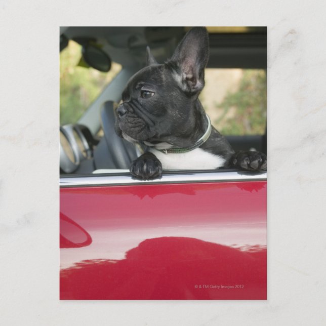 Carte Postale Chien dans la voiture (Devant)
