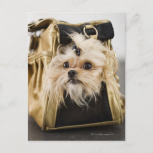 Carte Postale Chien dans un sac