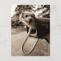 Chien dans une boîte aux lettres