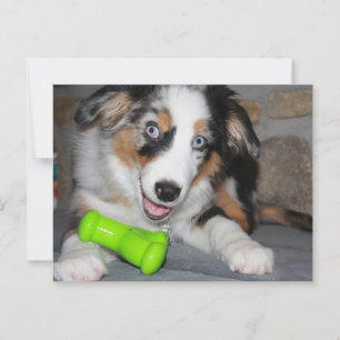 Carte Postale Chien de Berger Américain Miniature Blue Merle