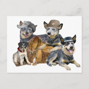 Carte Postale Chien de bétail australien