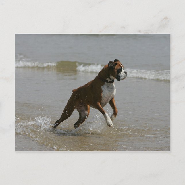 Carte Postale Chien de boîte dans l'eau (Devant)
