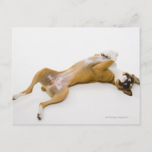 Carte Postale Chien de boxe allongé sur son dos sur le sol