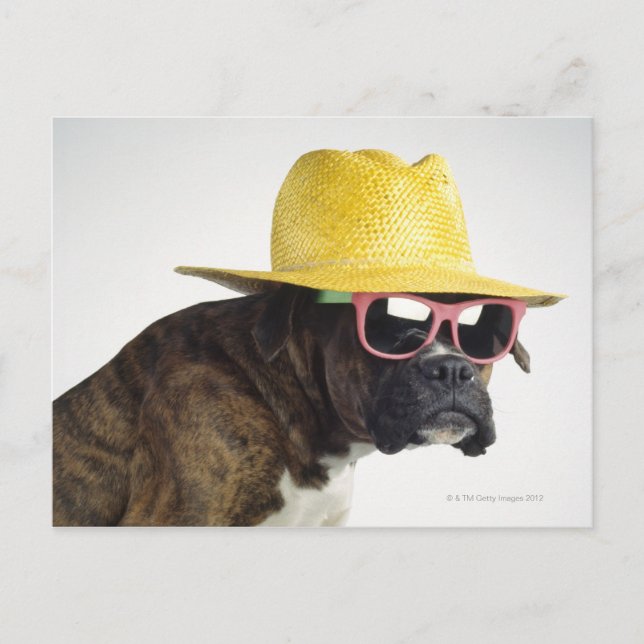 Carte Postale Chien de boxe avec casquette et lunettes (Devant)