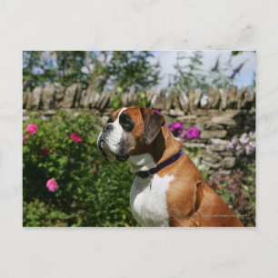 Carte Postale Chien de boxe dans les fleurs
