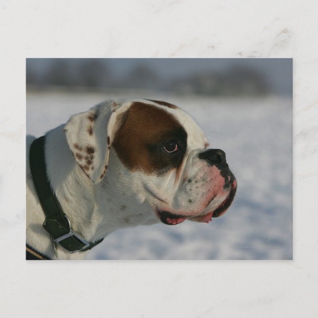 Carte Postale Chien de boxeur dans la neige (Devant)