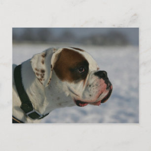 Carte Postale Chien de boxeur dans la neige
