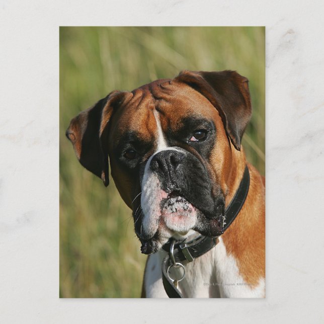 Carte Postale Chien de boxeur regardant fixement (Devant)