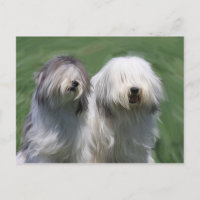 Chien de brebis polonais