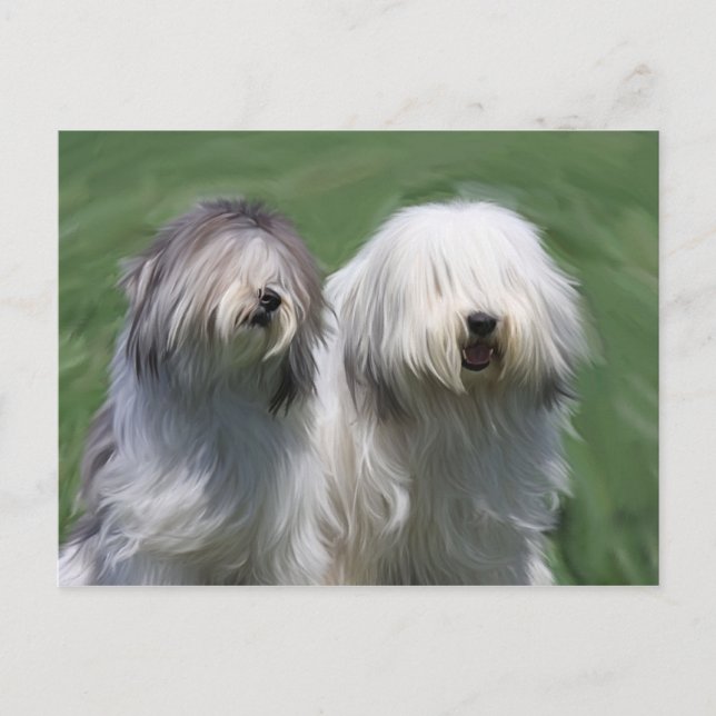 Carte Postale Chien de brebis polonais (Devant)