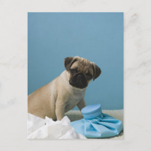 Carte Postale chien de carlin assis sur le lit avec une bouteill
