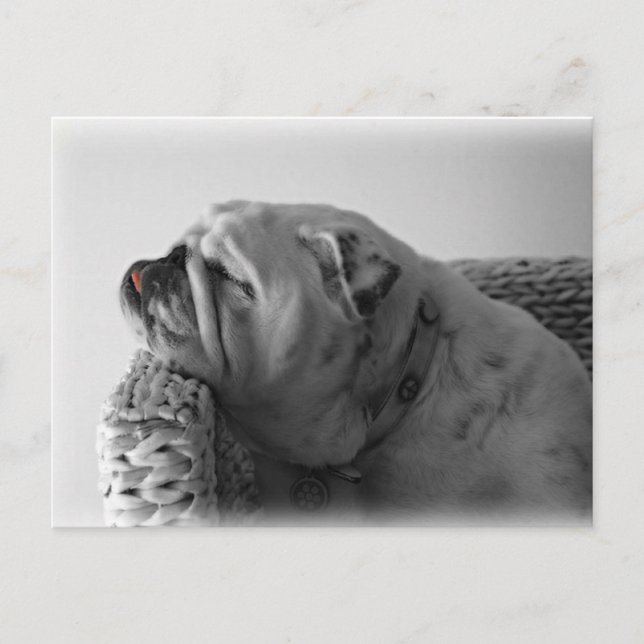Carte Postale Chien de chambre (Devant)