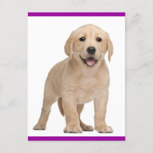Carte postale Chien de Chien de Chien de Chien de