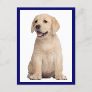 Carte postale Chien de Chien de Chien de Chien de