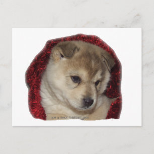 Carte Postale Chien de Chow dans l'écharpe rouge