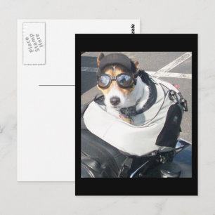 Carte Postale Chien De Cochon De Moto Né Pour Ride Russell Terri