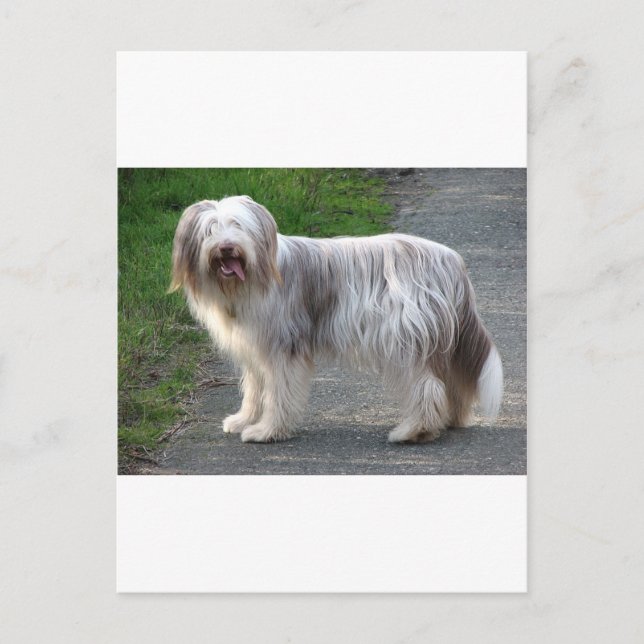 Carte Postale Chien de Collie à poils (Devant)