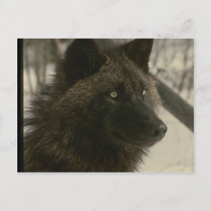 Carte Postale Chien de loup noir