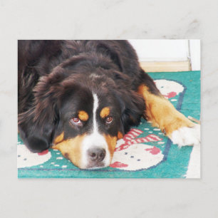 Carte postale Chien de Montagne Bernese
