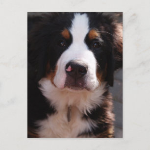 Carte postale Chien de Montagne Bernese