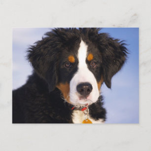 Carte Postale Chien de Montagne bernois - jolie photo de chiot