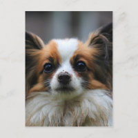 Chien de papillon mou