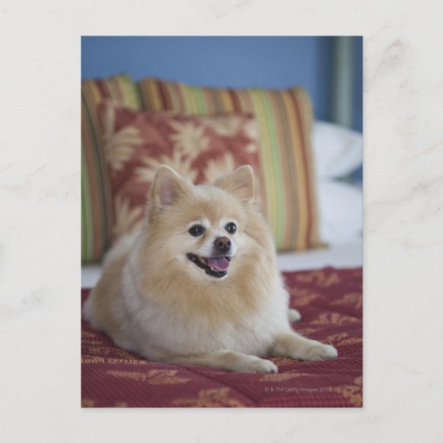 Carte Postale Chien de Poméranie dans la chambre d'hôtel convivi (Devant)