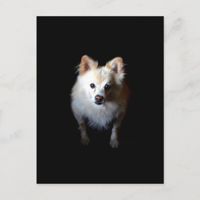 Carte Postale Chien de Poméranie en noir (Devant)