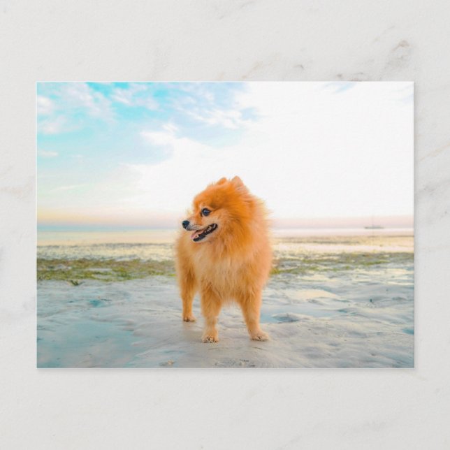 Carte Postale Chien de Poméranie orange à la plage (Devant)