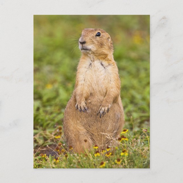 Carte Postale Chien de prairie à queue noire Cynomys (Devant)