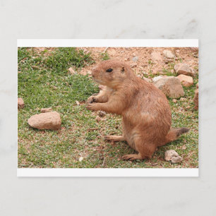 Carte Postale Chien de prairie en Arizona, USA
