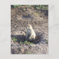 chien de prairie, faune, animal mignon, Wichita Mn