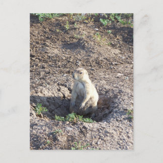 Carte Postale chien de prairie, faune, animal mignon, Wichita Mn