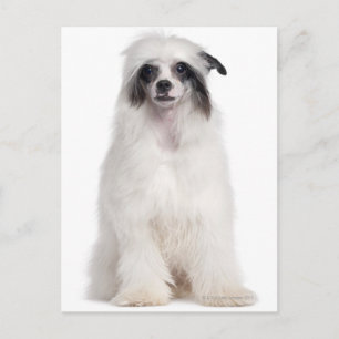 Carte Postale Chien de race chinoise (7 mois)