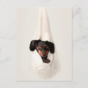 Carte Postale Chien de race Teckel chiot dans hamac Mignon Adora