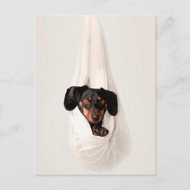 Carte Postale Chien de race Teckel chiot dans hamac Mignon Adora (Devant)