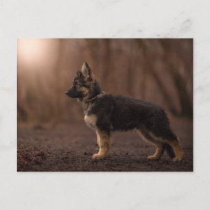 Carte Postale Chien de service allemand Shepherd.