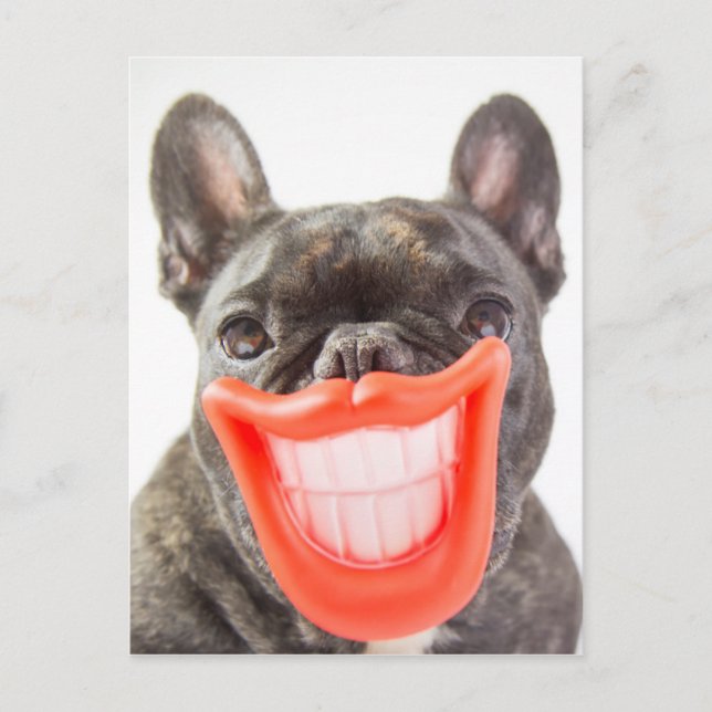 Carte Postale Chien de sourire des images | A de Getty (Devant)