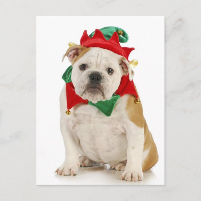 Carte Postale Chien de taureau anglais habillé en elfe (Devant)