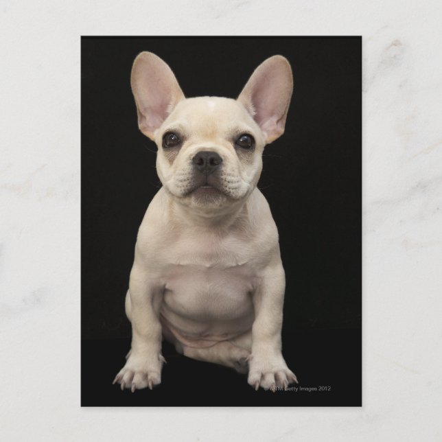 Carte Postale Chien de taureau français de couleur crème (Devant)