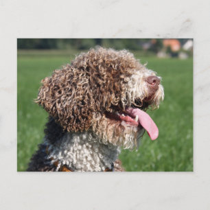 Carte Postale chien d'eau espagnol
