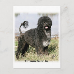 Carte Postale Chien d'eau portugais 9Y154D-030