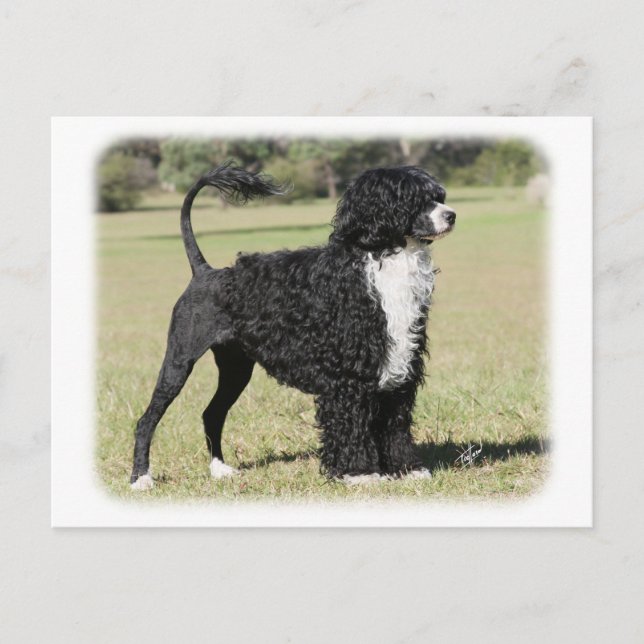 Carte Postale Chien d'eau portugais 9Y510D-145 (Devant)