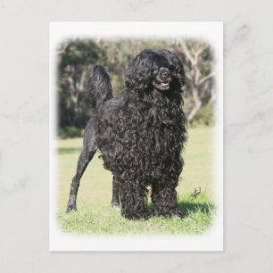 Carte Postale Chien d'eau portugais 9Y510D-338
