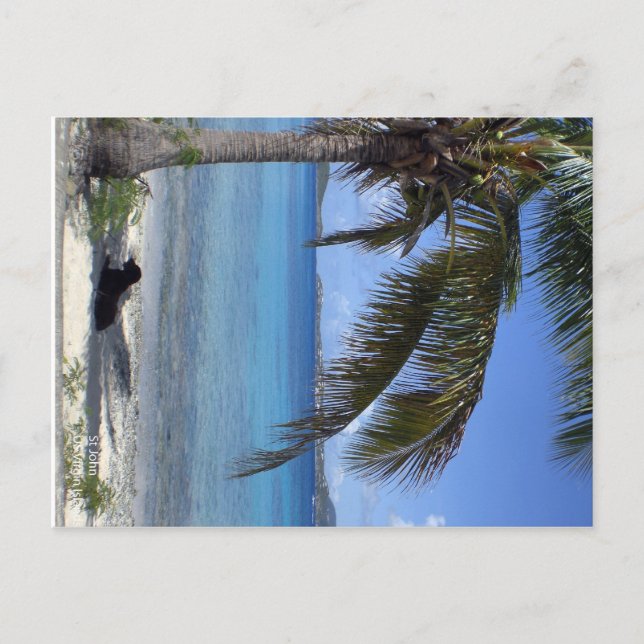 Carte Postale Chien d'Elaine à St. John, USVI (Devant)