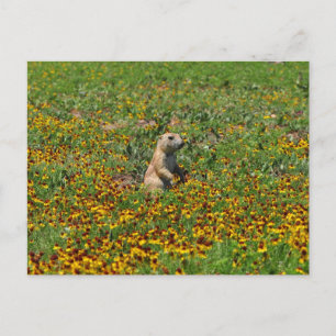 Carte Postale Chien des Prairies en fleurs