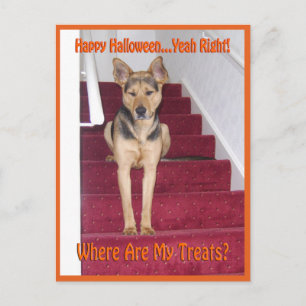 Carte Postale Chien d'Halloween et aucun traitement